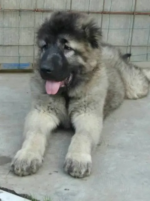 Kavkaski ovcar, stenci