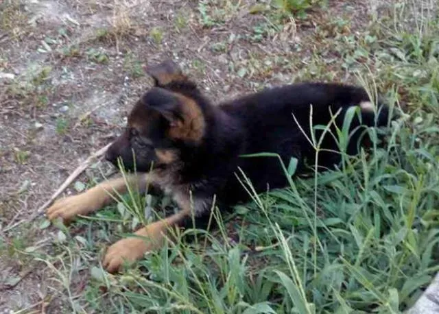 Nemački ovčar, štenci