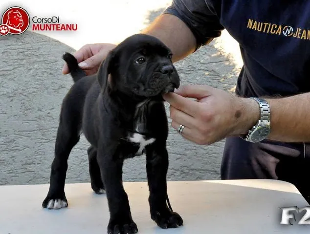 Cane Corso stenci - od roditelja svetskih sampiona