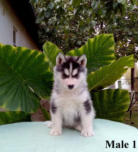 Sibirski Haski, štenci šampionskog porekla