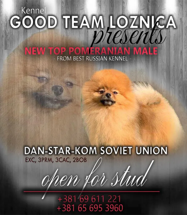 Pomeranac slobodan za parenje