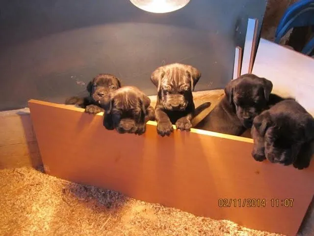 Cane Corso - prelepa, dobro negovana stenad