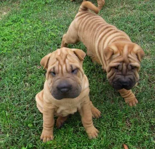 Sar pei - kvalitetna stenad sa urednim papirima