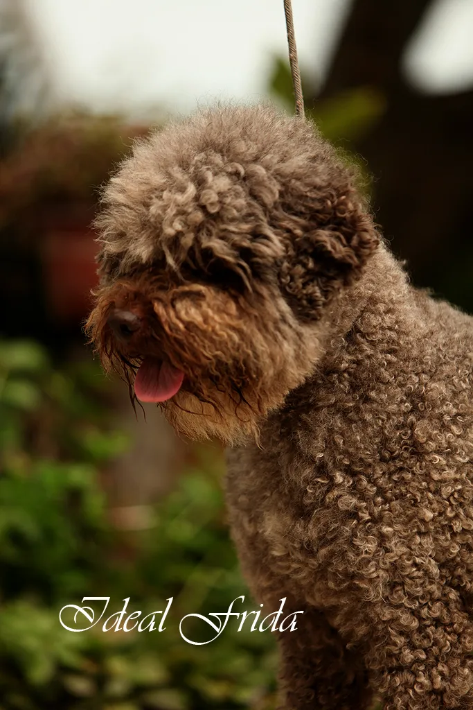 Lagoto Romanjolo (Lagotto Romagnolo)