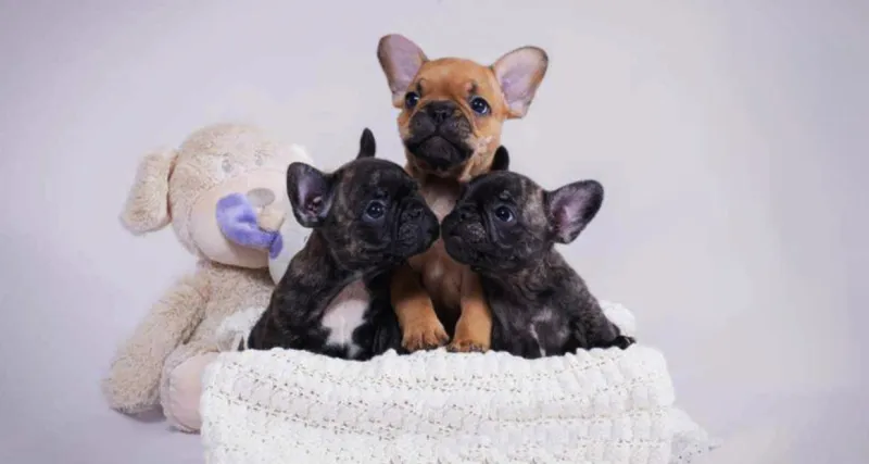 Francuski Buldog PRELEPI štenci