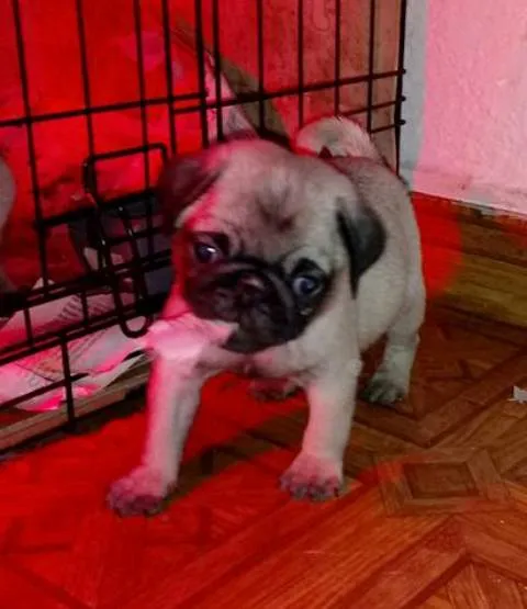 Mops, prvobirano musko stene