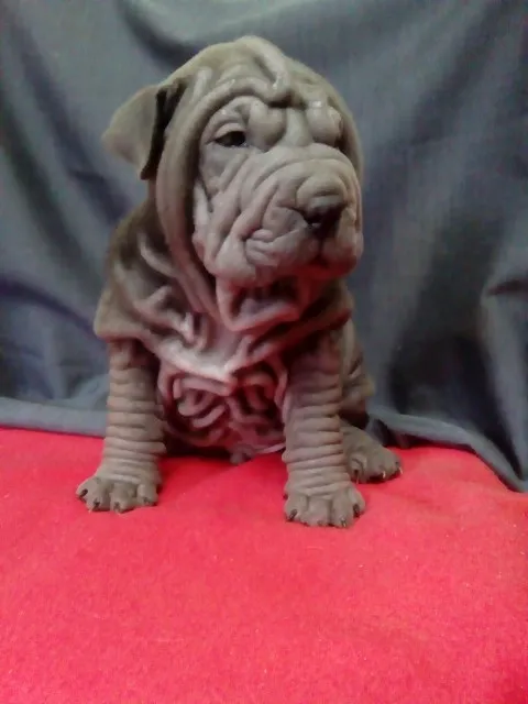 Sar pei , Shar pei stenci