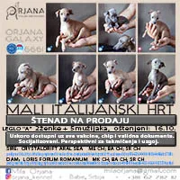 Mali Italijanski Hrt štenad na prodaju