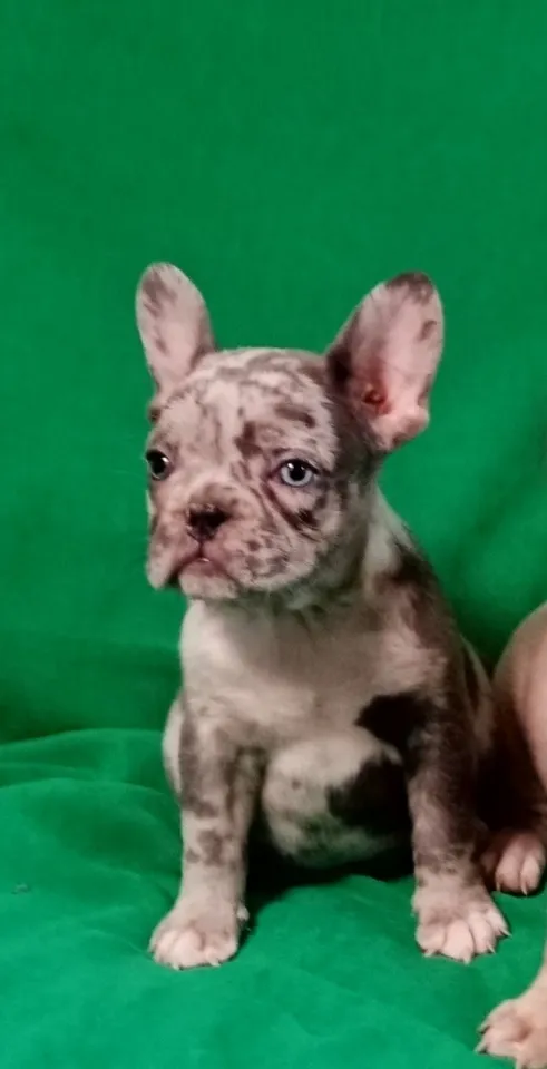 Francuski buldog stenci 