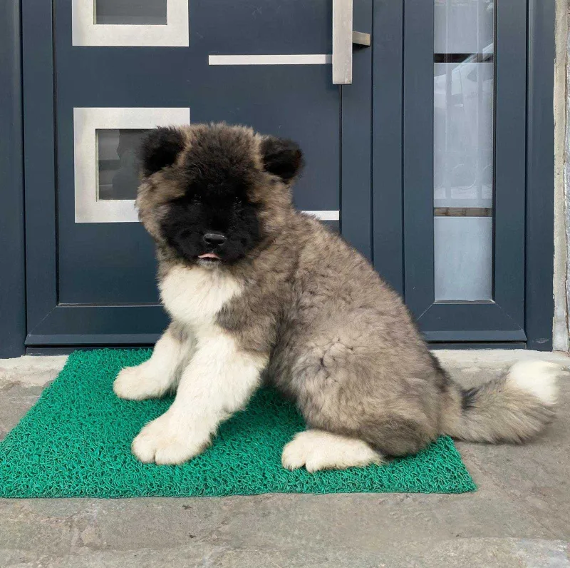 Americka akita stenci