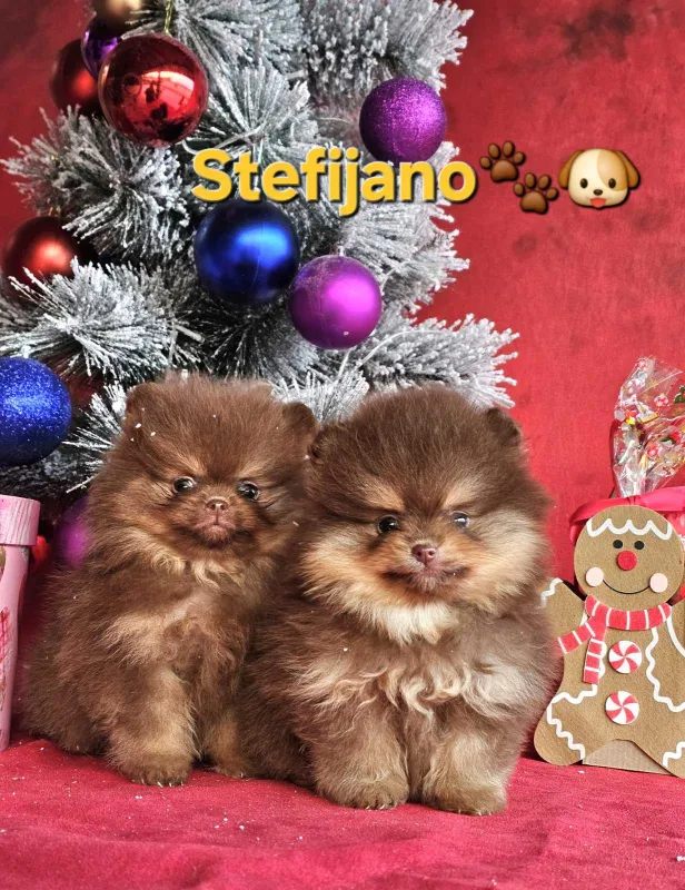Pomeranac BOO medvedići