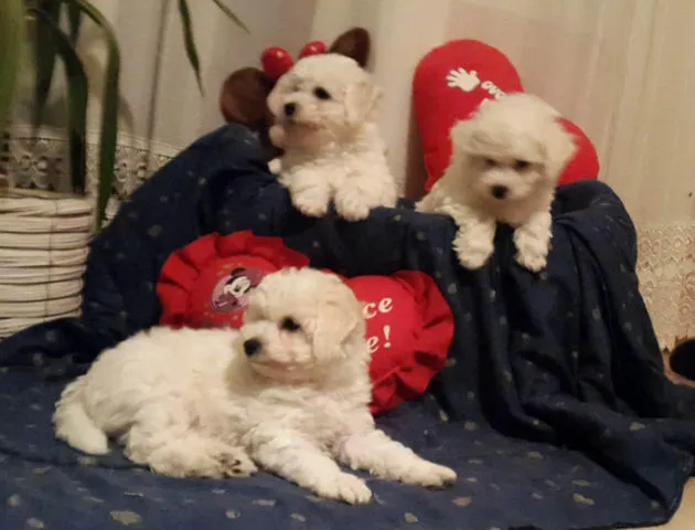 Stenci KOVRDZAVOG BISONA - vrhunskog porekla