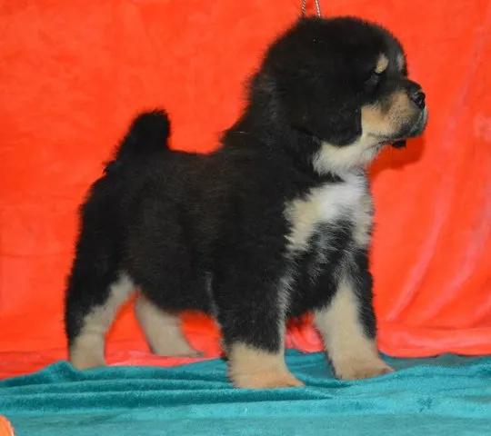 TIBETSKI MASTIFF - vrhunskog porekla