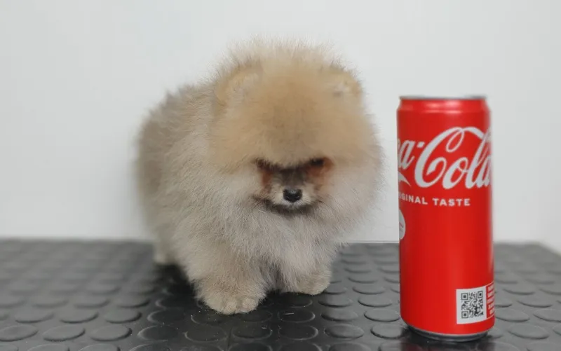 POMERANAC BOO