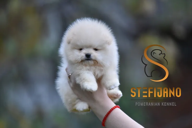 Pomeranac Boo muzjak