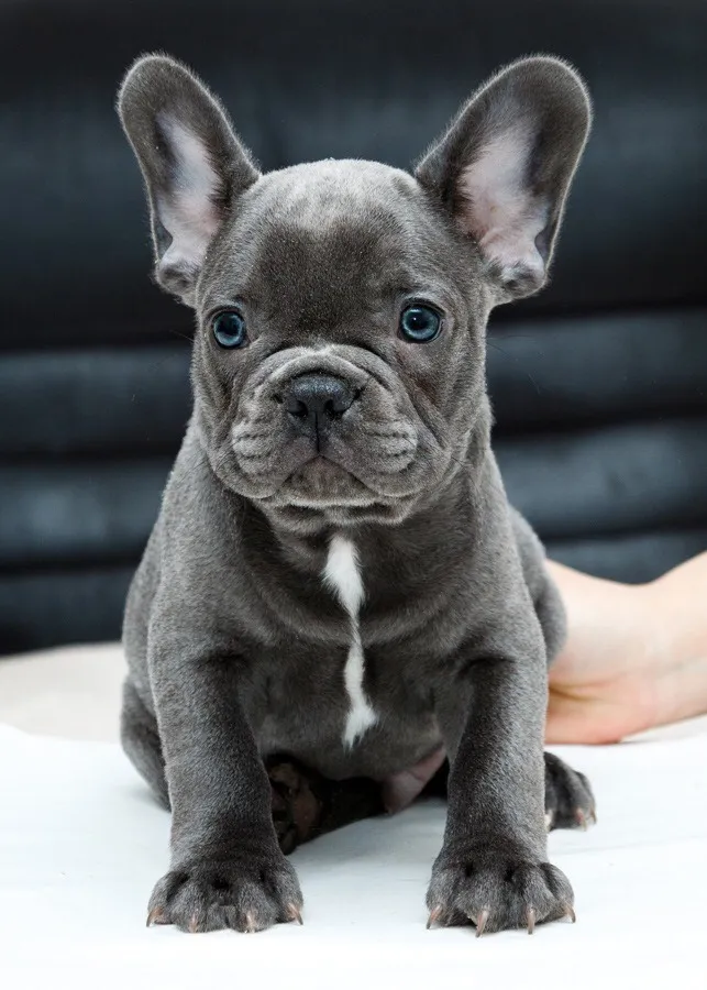 Francuski buldog štenci