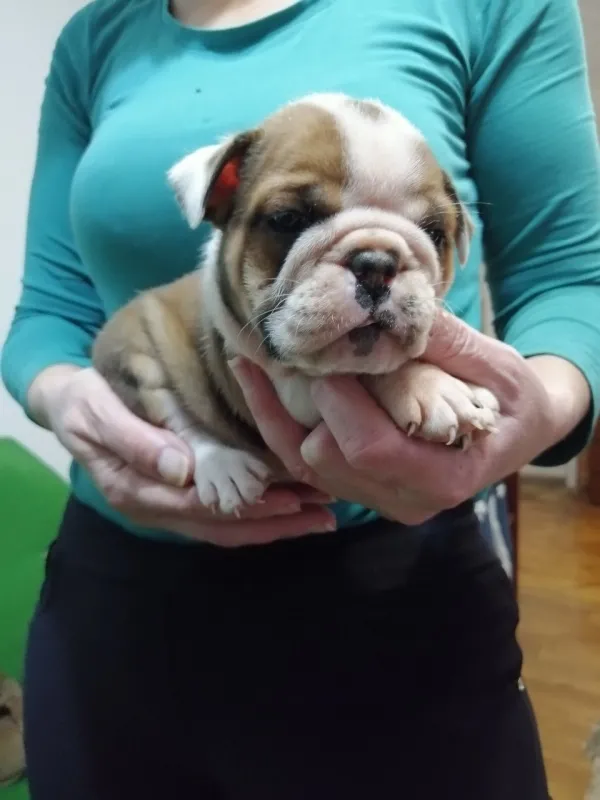 Engleski buldog štenci