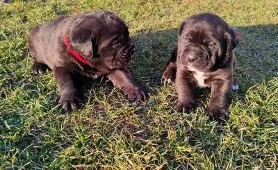 Cane Corso stenci