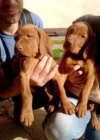 MADJARSKA KRATKODLAKA VIZLA - otac lovni pas