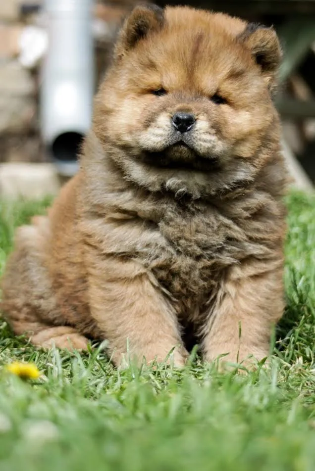 Chow chow 