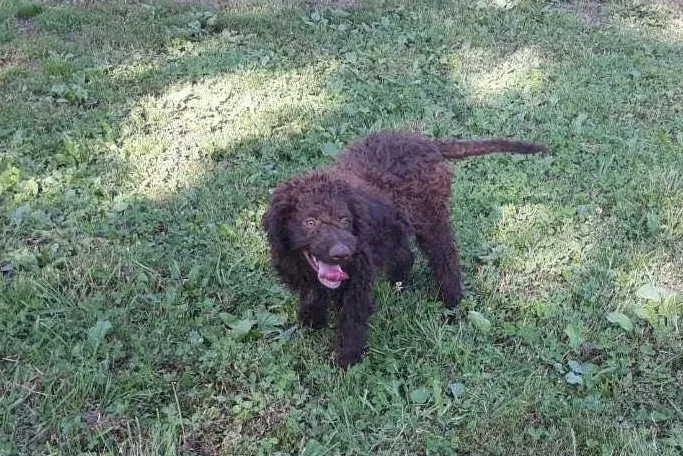 Lagotto Romagnolo stene na prodaju
