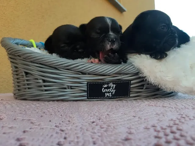 FRANCUSKI BULDOG  štenci - REZERVACIJE