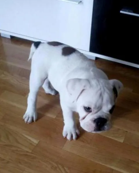 Engleski buldog, musko stene