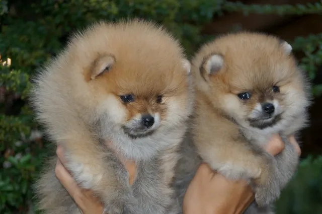 Pomeranci, Pomeranian, Boo stenci