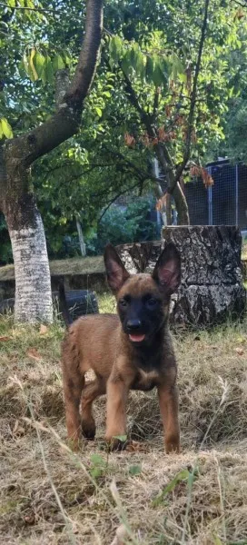 Belgijski ovcar - Malinoa 