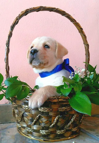 LABRADOR RETRIVER stenci izlozbenog potencijala