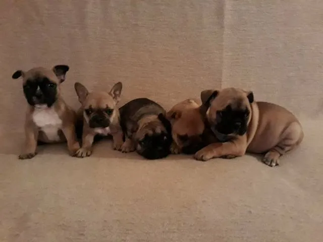 Francuski buldozi stenad