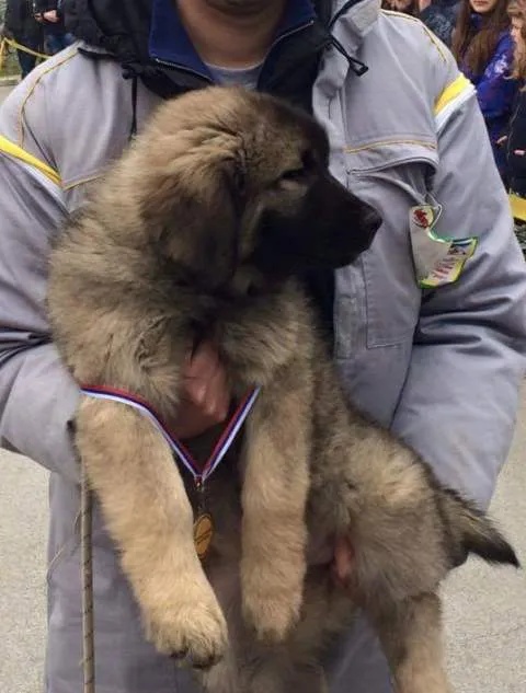 Šarplaninac – štenad vrhunskih linija