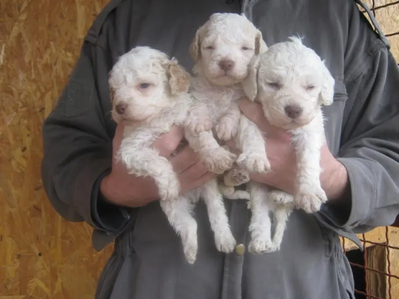 LAGOTTO ROMAGNOLO stenci na prodaju (tartufarski pas)