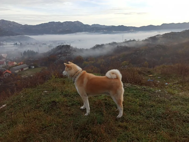 Japanska Akita inu