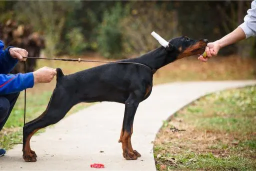 Doberman štenci