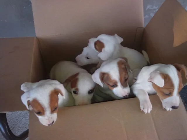 Jack Russell terrier stenci - POVOLJNO !!!