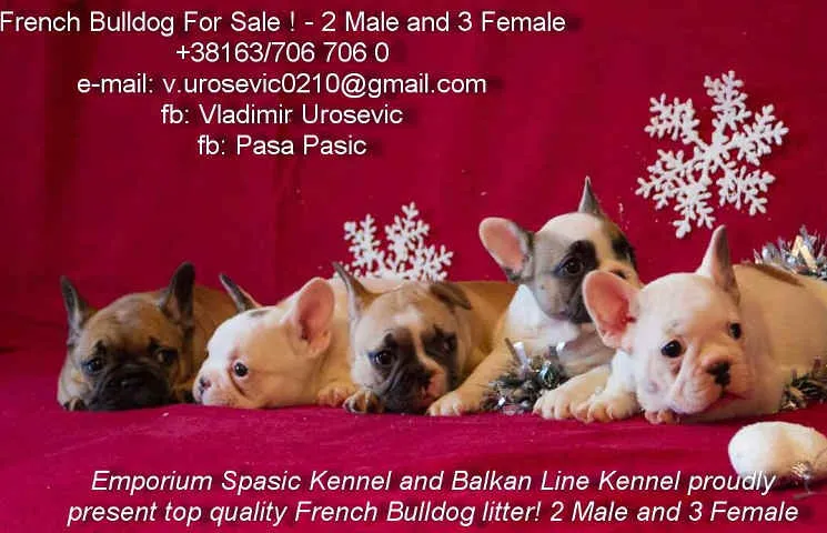 Francuski BULDOG - izuzetnog kvaliteta
