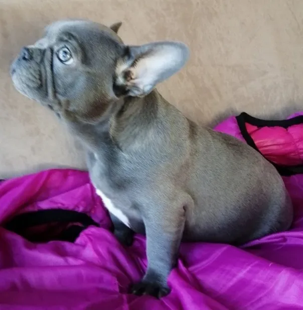 Francuski buldog stenci