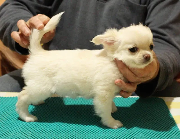 CIVAVA - beli prelepi kvalitetni stenci