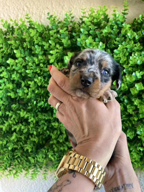 Patuljasti Jazavičar egzotične boje štenci