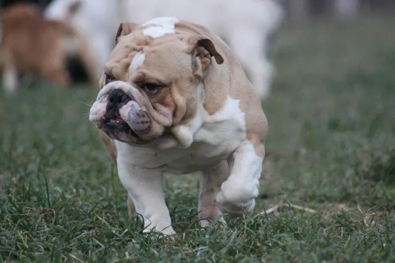 Engleski Buldog