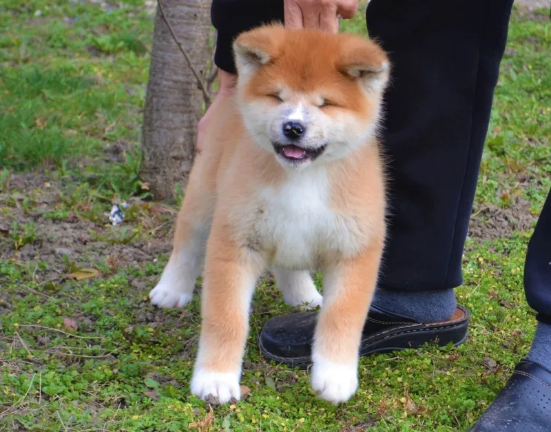 Akita Inu