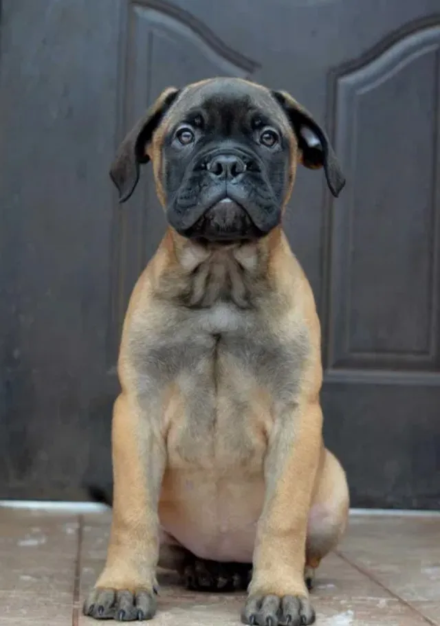 Bulmastif i labrador retriver štenci na prodaju