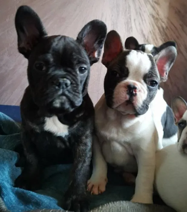 Francuski buldog stenci