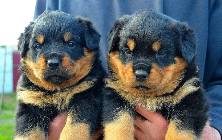 Rotvajler i doberman stenci na prodaju