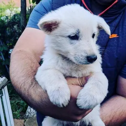 Beli švajcarski ovčar, štenci