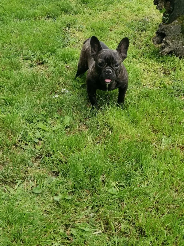 Francuski Buldog