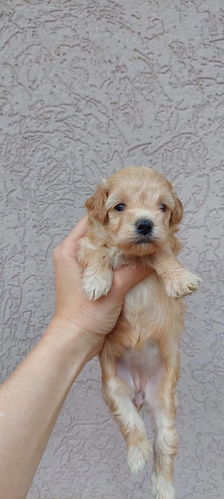 Maltipoo štenci