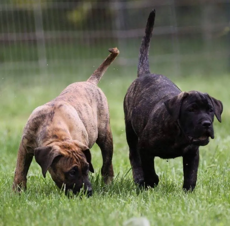 Presa canario i pit bull terrier štenci na prodaju