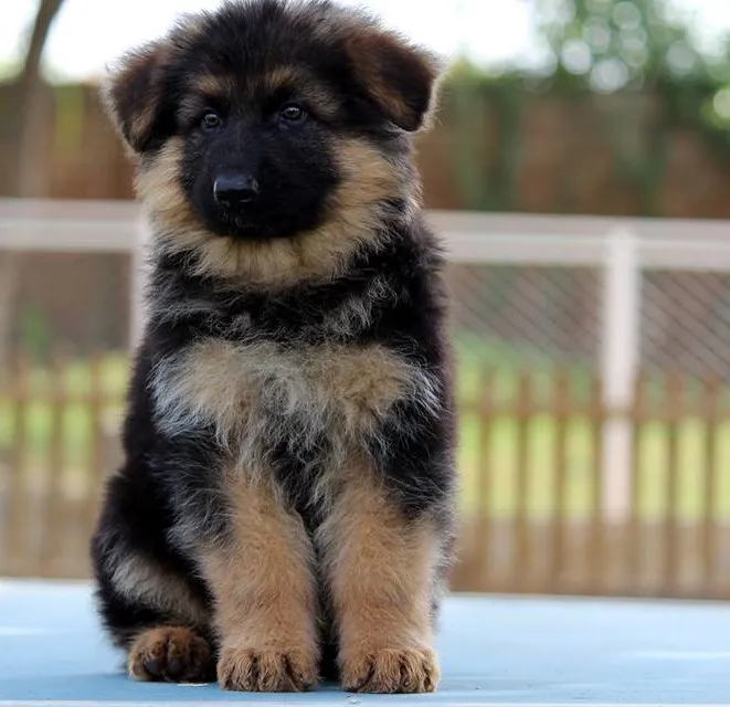 Šarplaninac i nemački ovčar štenci na prodaju